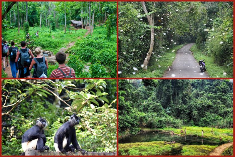 Cuc Phuong National Park in Vietnam